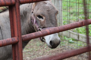 Petting zoo was so neat