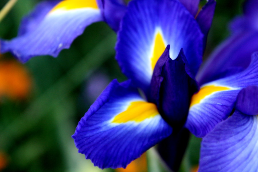 Blue Flower