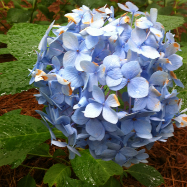 blue hydrangea