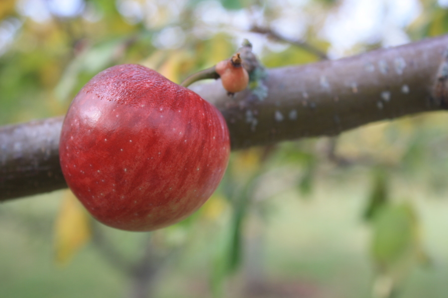 Apple Picking in Canada