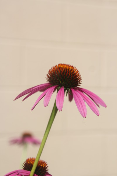 Pink Flowers