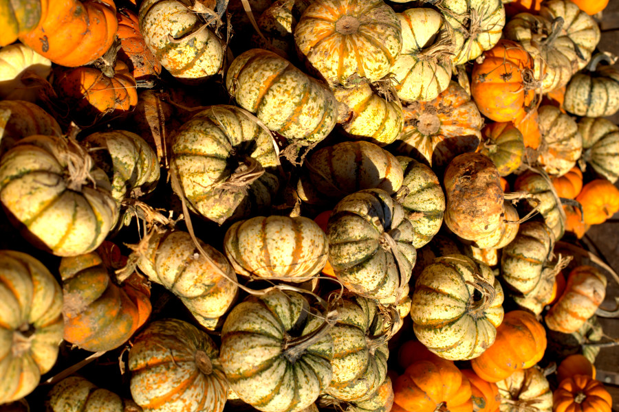 Pumpkins Galore