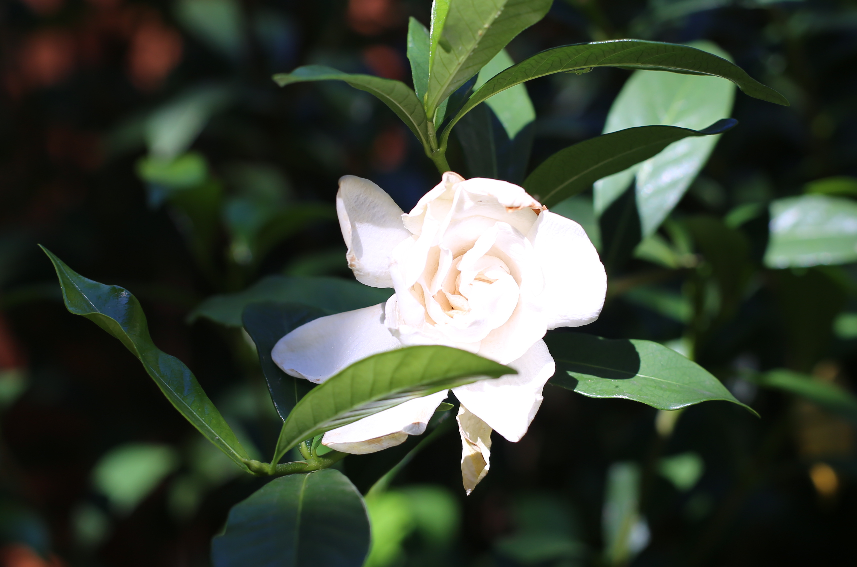 Gardenia